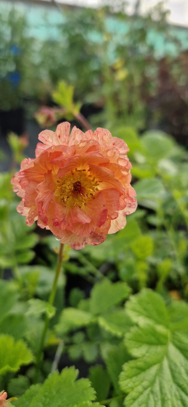 Geum 'Mai Tai' Geum 'Mai Tai'