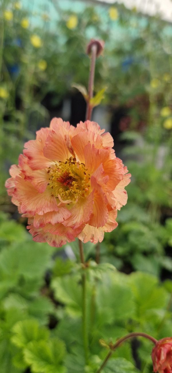 Geum 'Mai Tai'2 Geum 'Mai Tai'