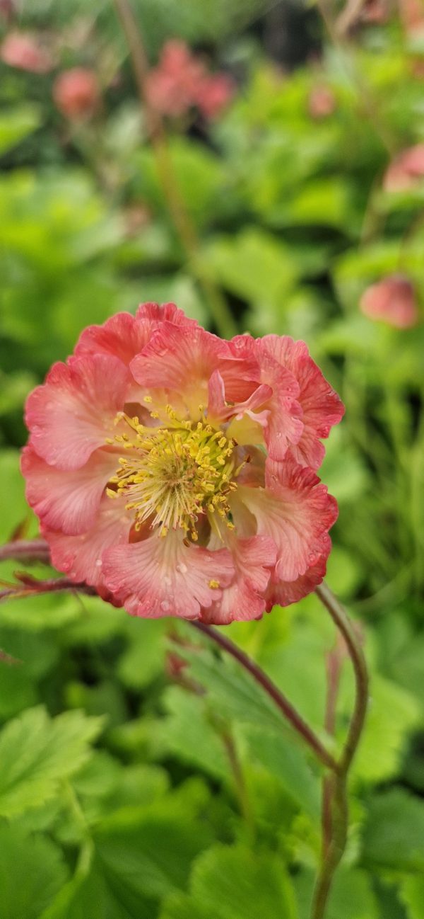Geum 'Pink Petticoats'
