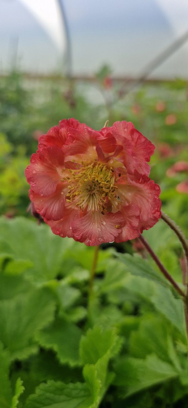 Geum 'Pink Petticoats'
