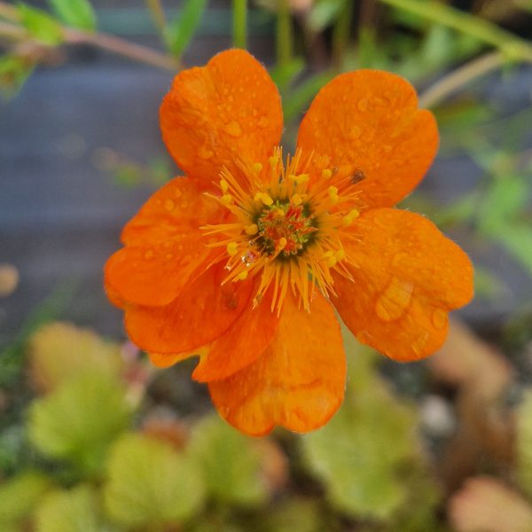Geum 'Prinses Juliana'