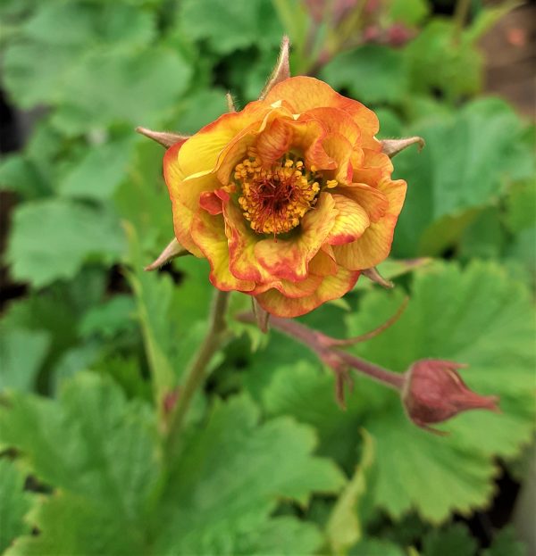 Geum_Alabama_Slammer_WEB