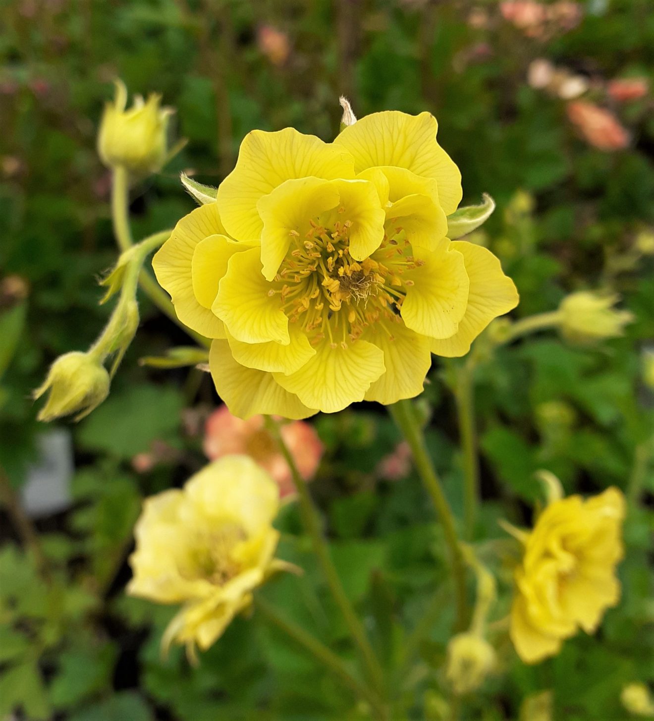 Geum 'Banana Daiquiri' Well Established Geums Proctors Nursery