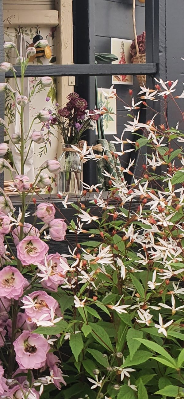 Gillenia trifoliata Gillenia trifoliata