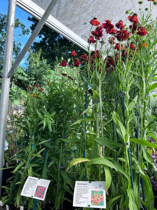 Helenium 'Moerheim Beauty'