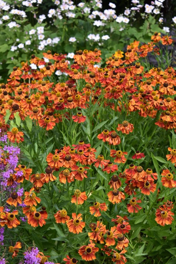 Helenium 'Moerheim Beauty'