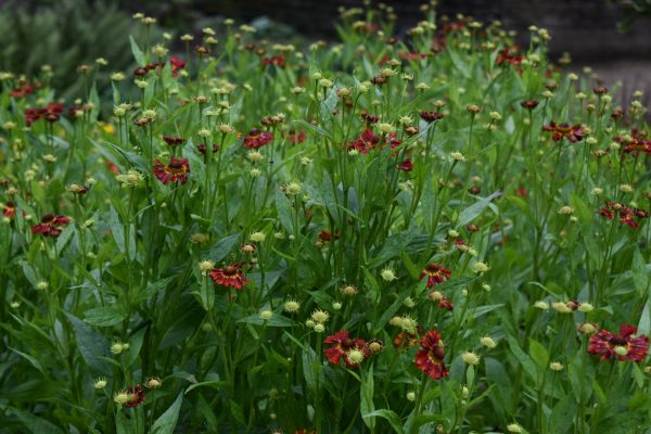 Helenium 'Moerheim Beauty'