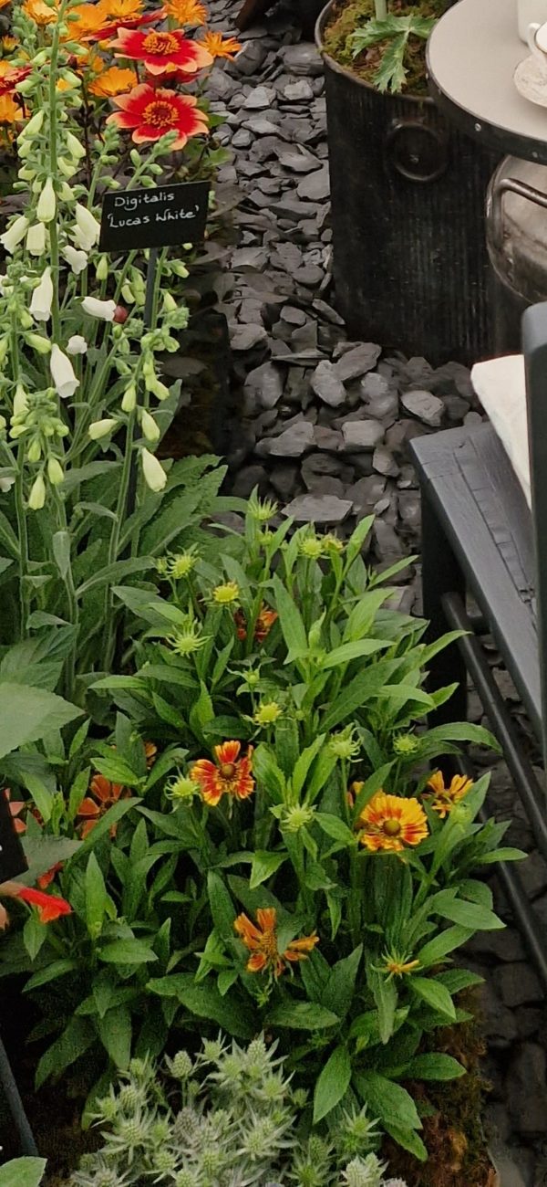 Helenium 'Peach Sundae'