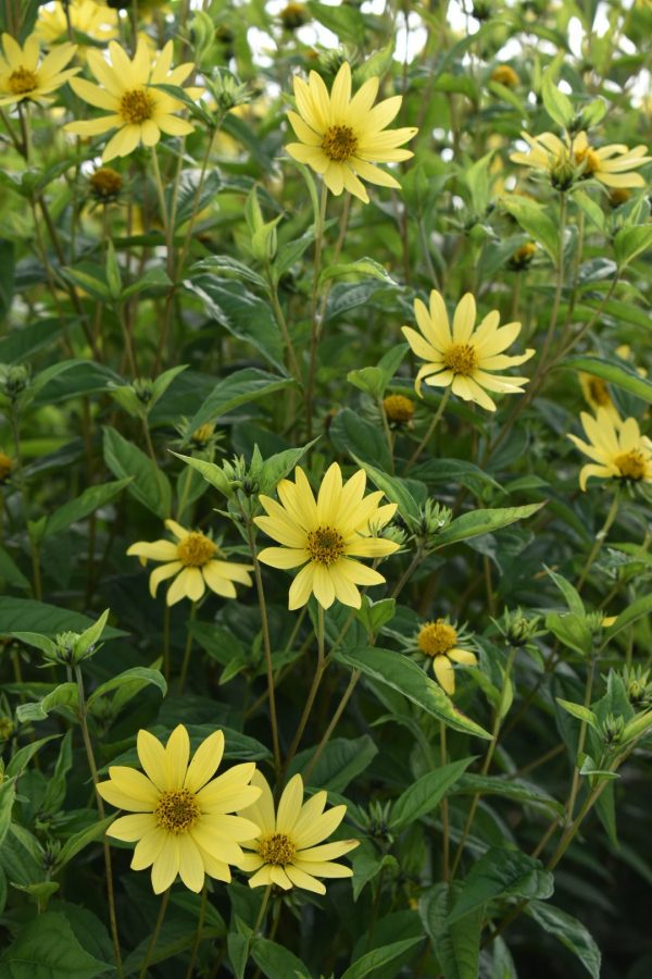 Helianthus 'Lemon Queen' Helianthus 'Lemon Queen'