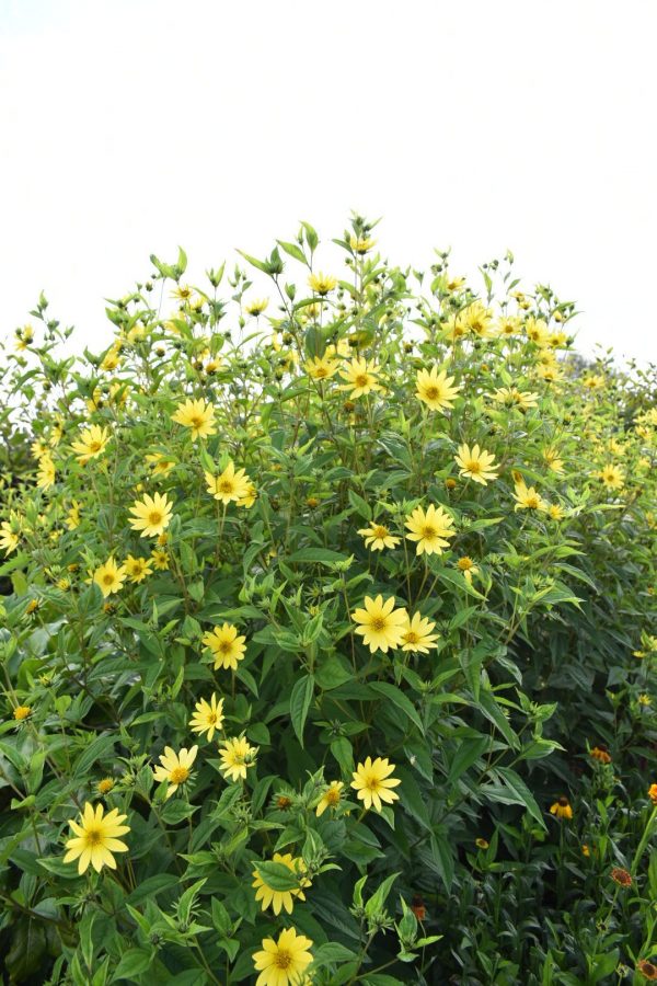 Helianthus 'Lemon Queen'4 Helianthus 'Lemon Queen'