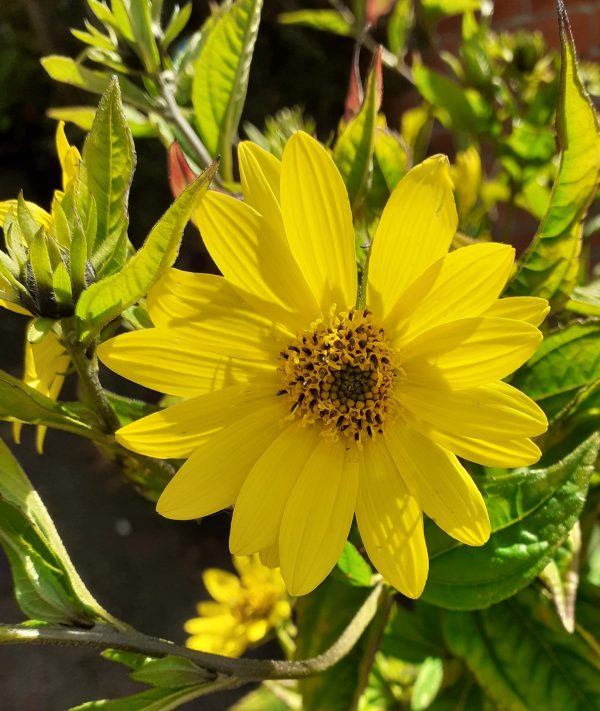 Helianthus_Lemon_Queen_WEB
