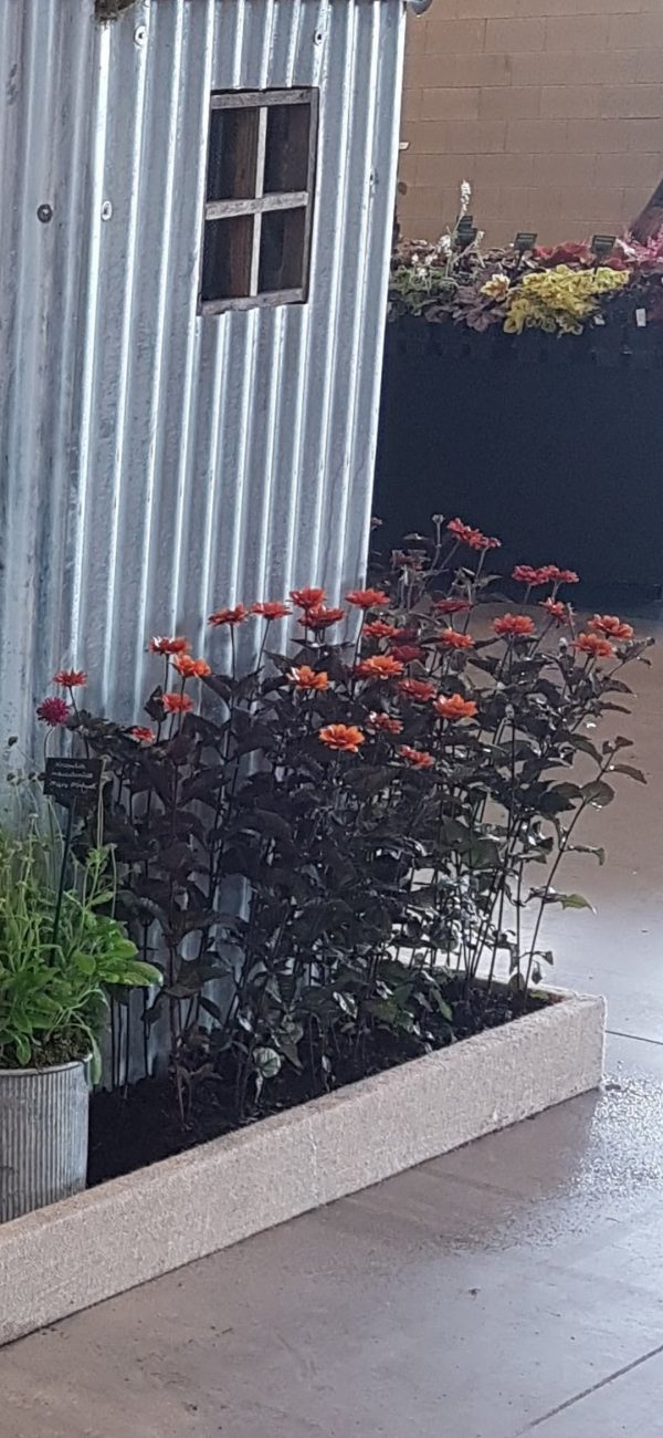 Heliopsis helianthoides var. scabra 'Bleeding Hearts' Heliopsis helianthoides var. scabra 'Bleeding Hearts'