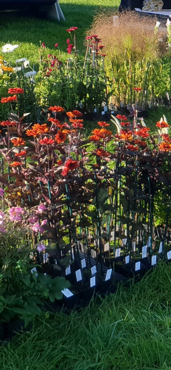 Heliopsis helianthoides var. scabra 'Bleeding Hearts'2 Heliopsis helianthoides var. scabra 'Bleeding Hearts'
