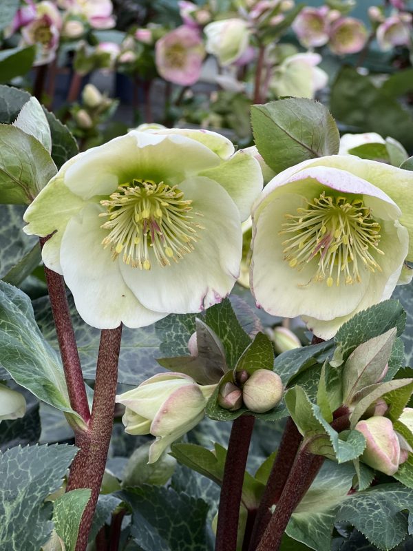 Helleborus orientalis