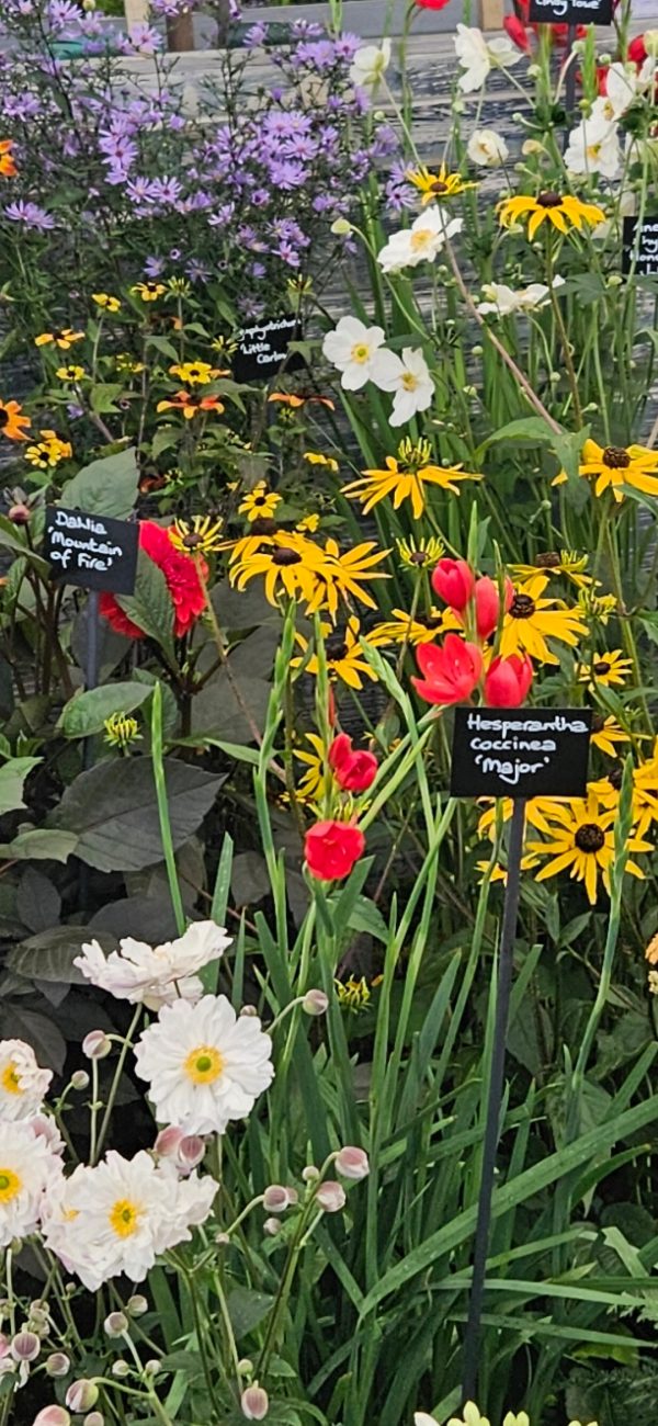 Hesperantha coccinea 'Major'