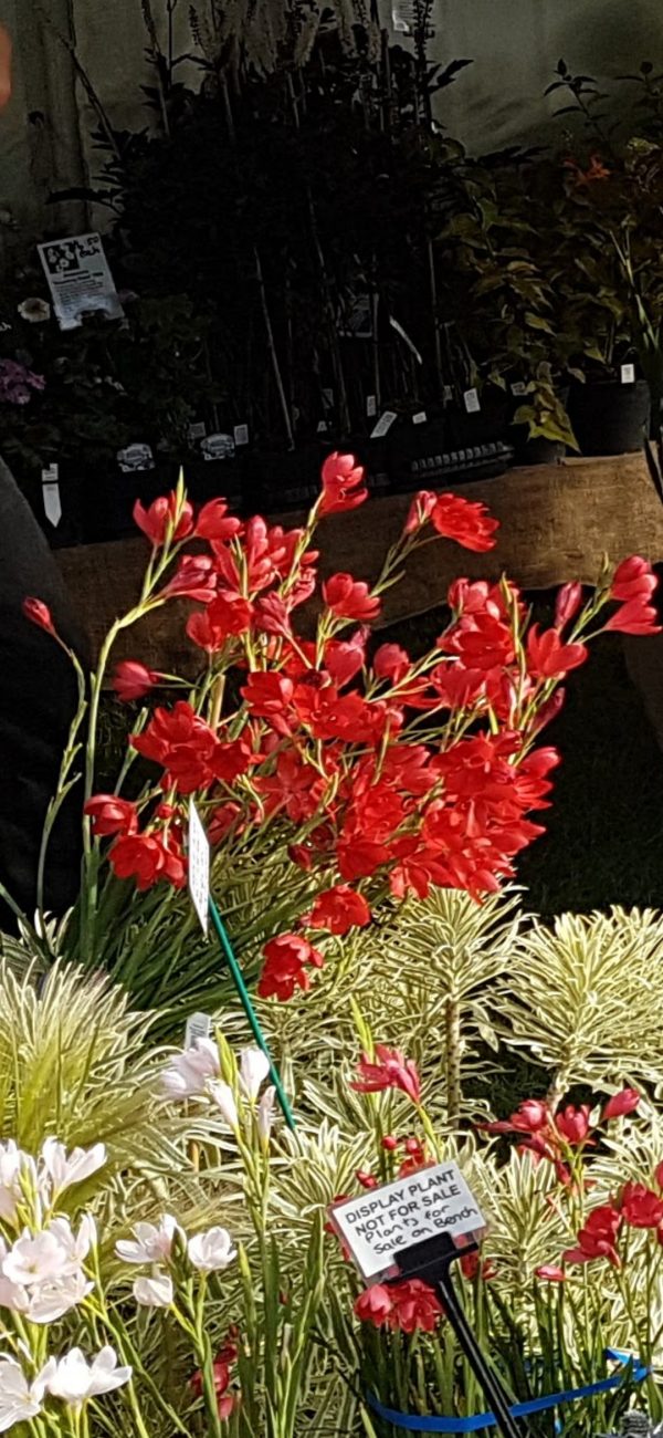 Hesperantha coccinea 'Major'