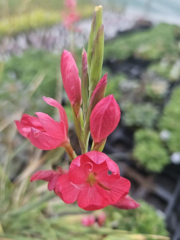 Hesperantha coccinea 'Oregon Sunset'2 Hesperantha coccinea 'Oregon Sunset'