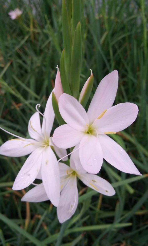 Hesperantha coccinea 'Pink Princess' Hesperantha coccinea 'Pink Princess'