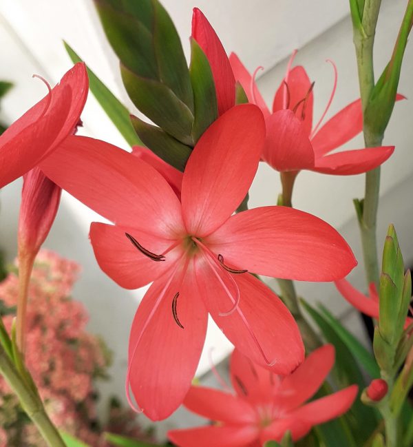 Hesperantha_coccinea_Oregon_Sunset_WEB