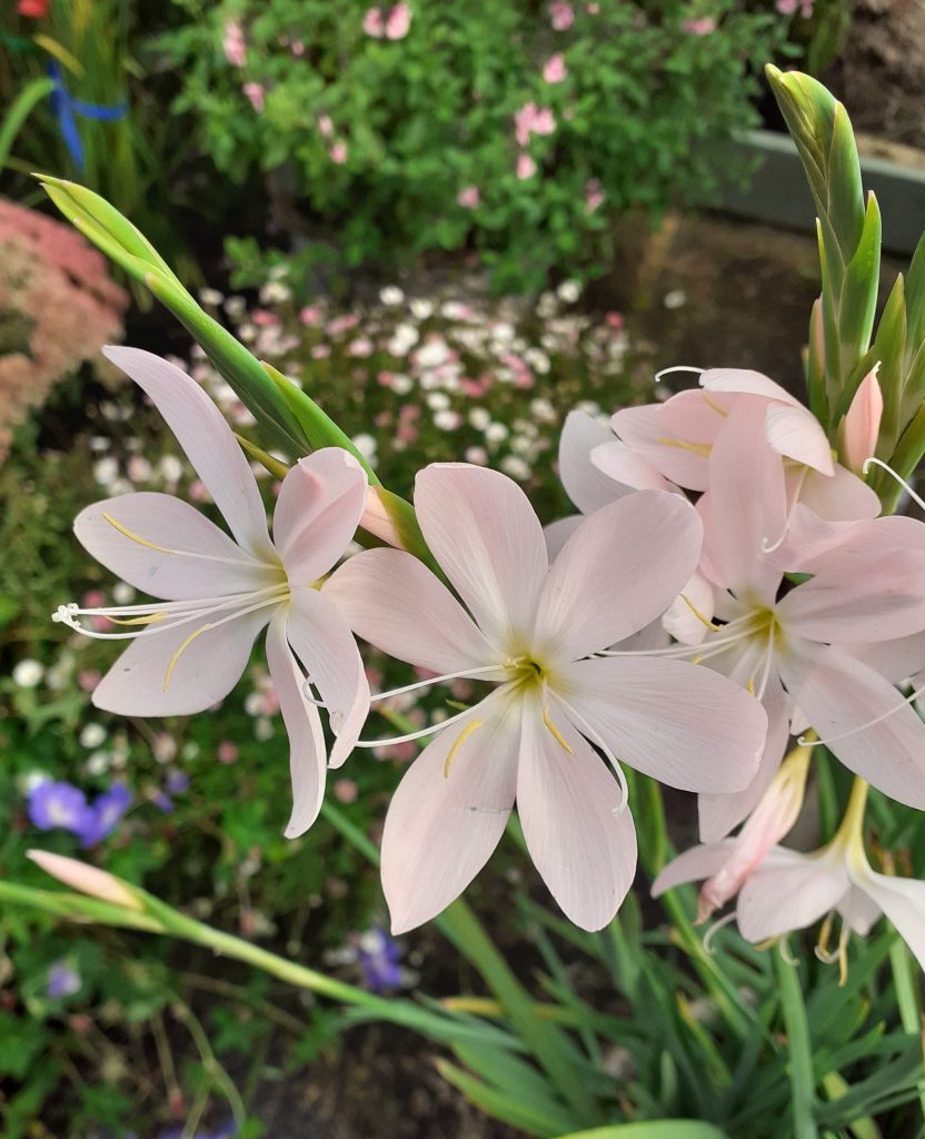 Hesperantha coccinea 'Pink Princess' | Proctors Nursery