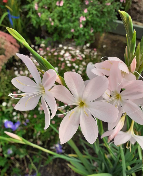 Hesperantha_coccinea_Pink_Princess2_WEB