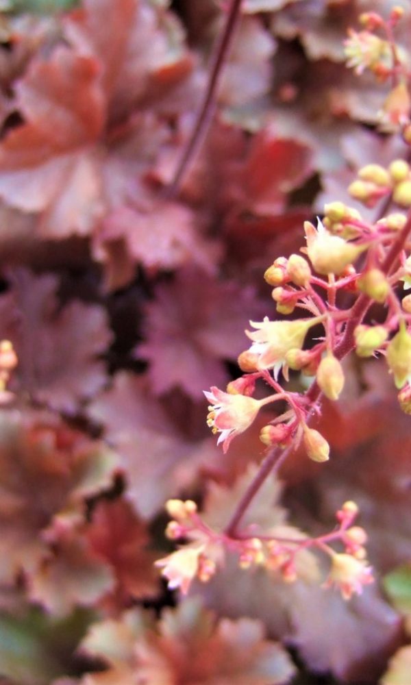 Heuchera 'Cherry Cola'