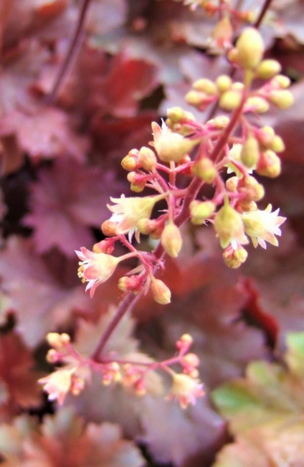 Heuchera 'Cherry Cola'