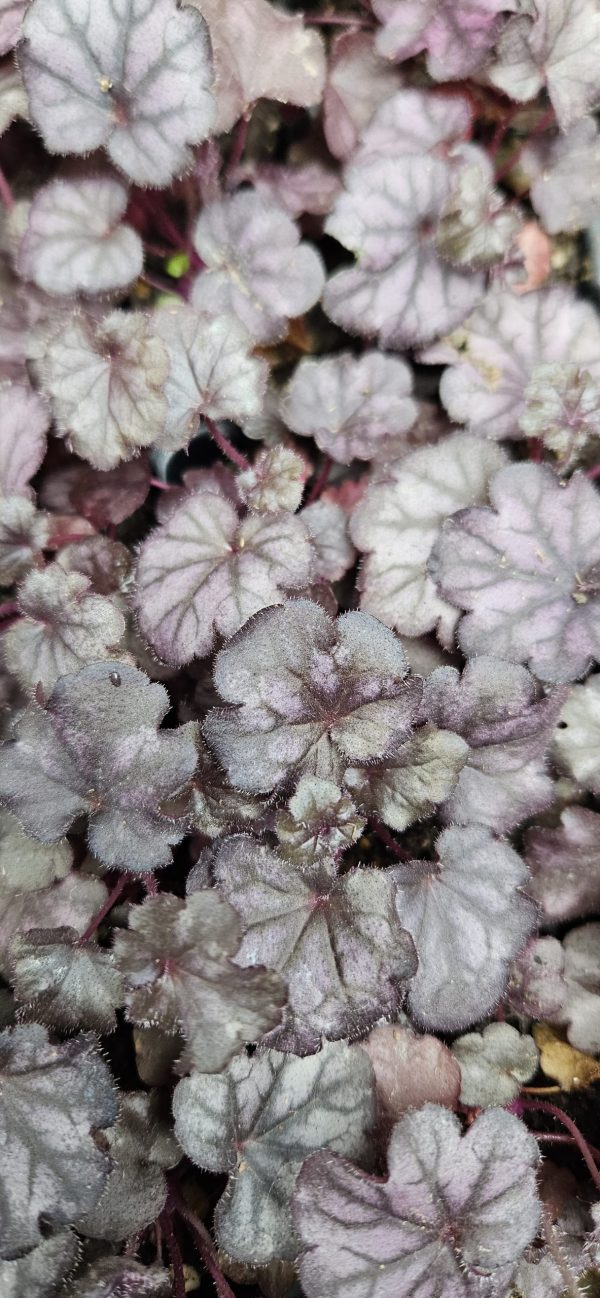 Heuchera 'Forever Purple' Heuchera 'Forever Purple'