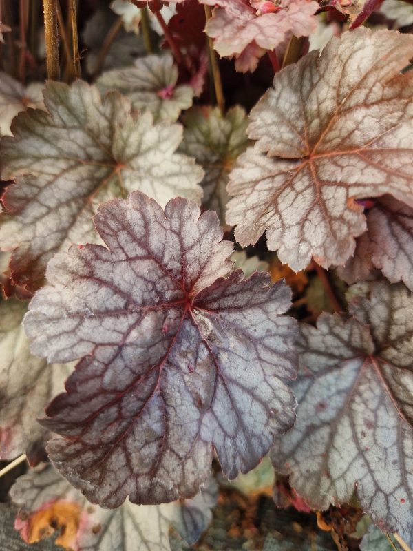 Heuchera 'Hollywood'
