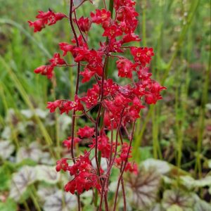 Heuchera 'Ruby Bells'