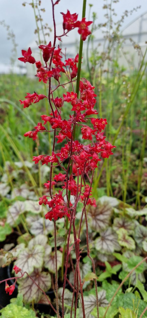 Heuchera 'Ruby Bells' Heuchera 'Ruby Bells'