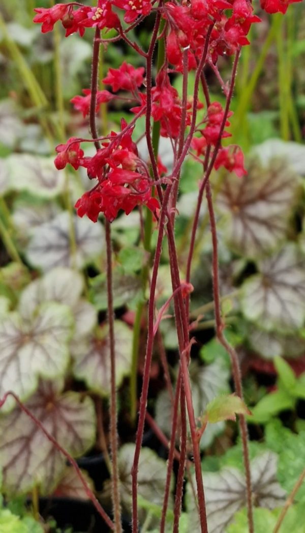 Heuchera 'Ruby Bells'