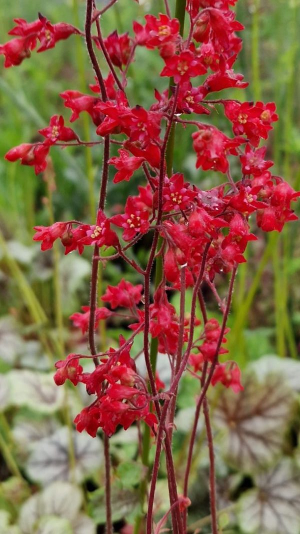 Heuchera 'Ruby Bells'