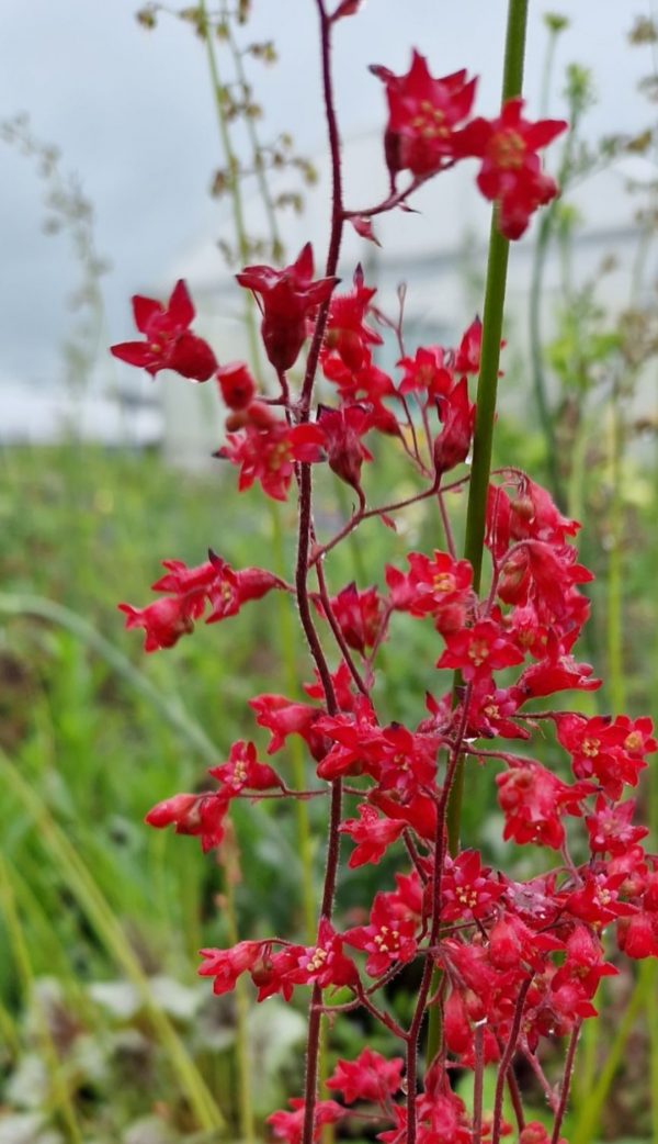 Heuchera 'Ruby Bells'