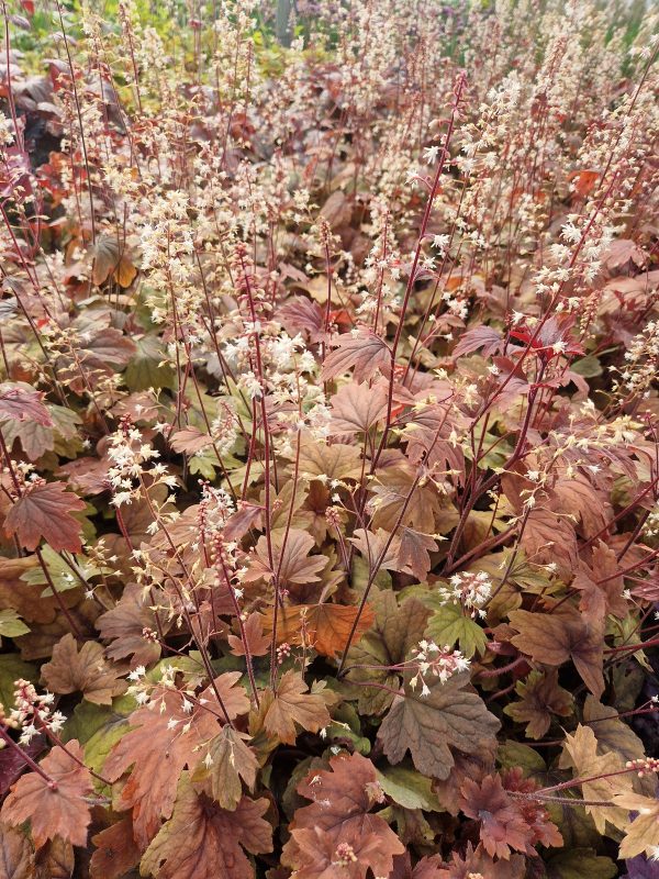 Heucherella 'Sweet Tea'