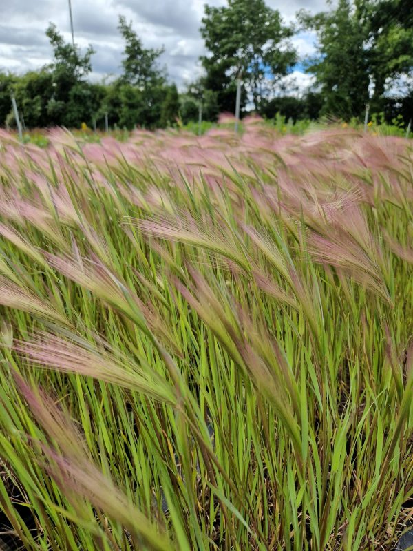 Hordeum jubatum Squirrel Tail Grass Hordeum jubatum Squirrel Tail Grass