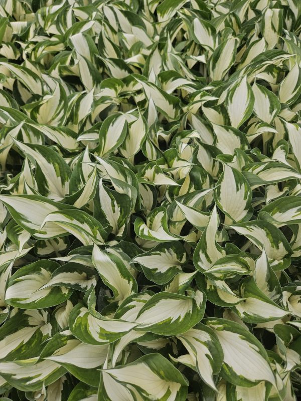 Hosta 'Fire and Ice' Hosta 'Fire and Ice'