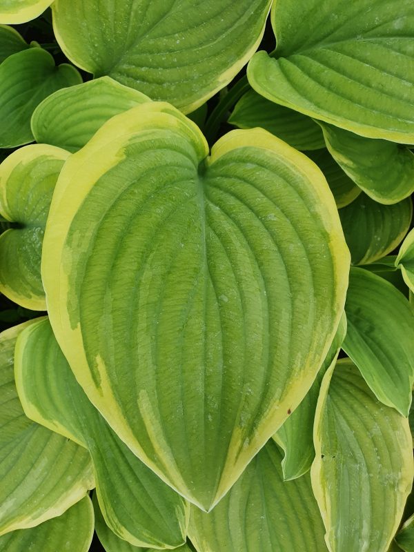 Hosta 'Fragrant Bouquet'