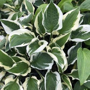 Hosta 'Reversed Patriot'