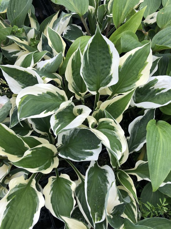Hosta 'Reversed Patriot'