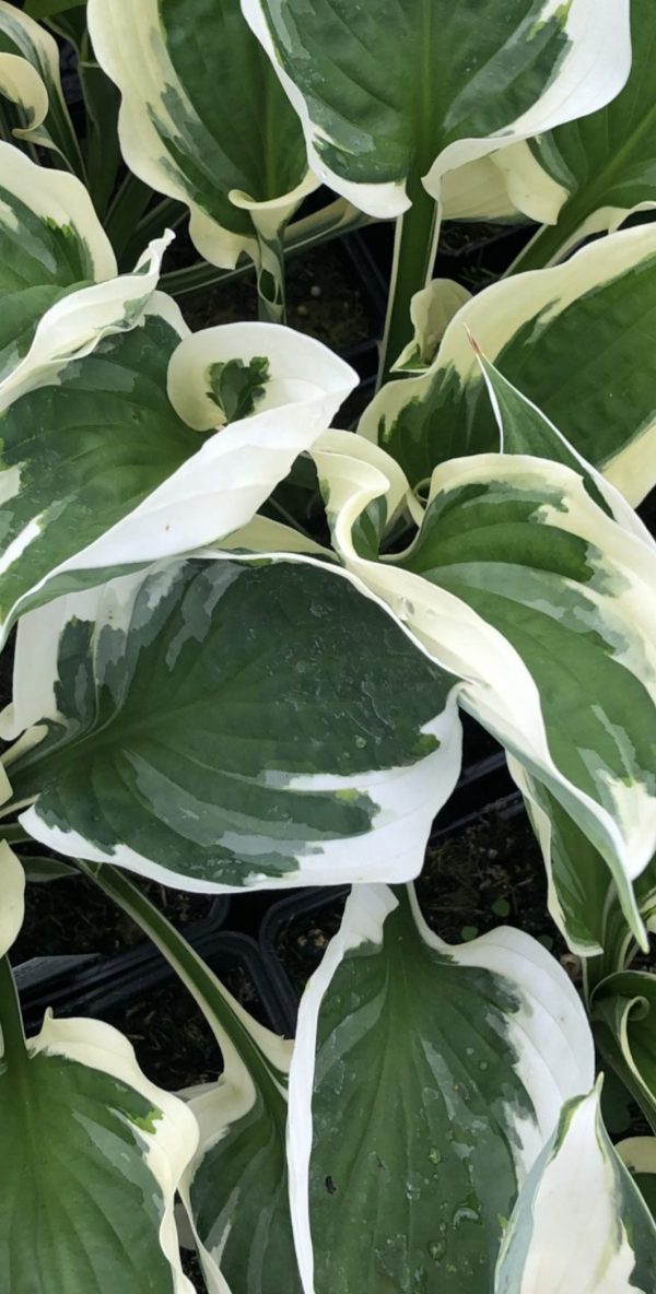 Hosta 'Reversed Patriot'