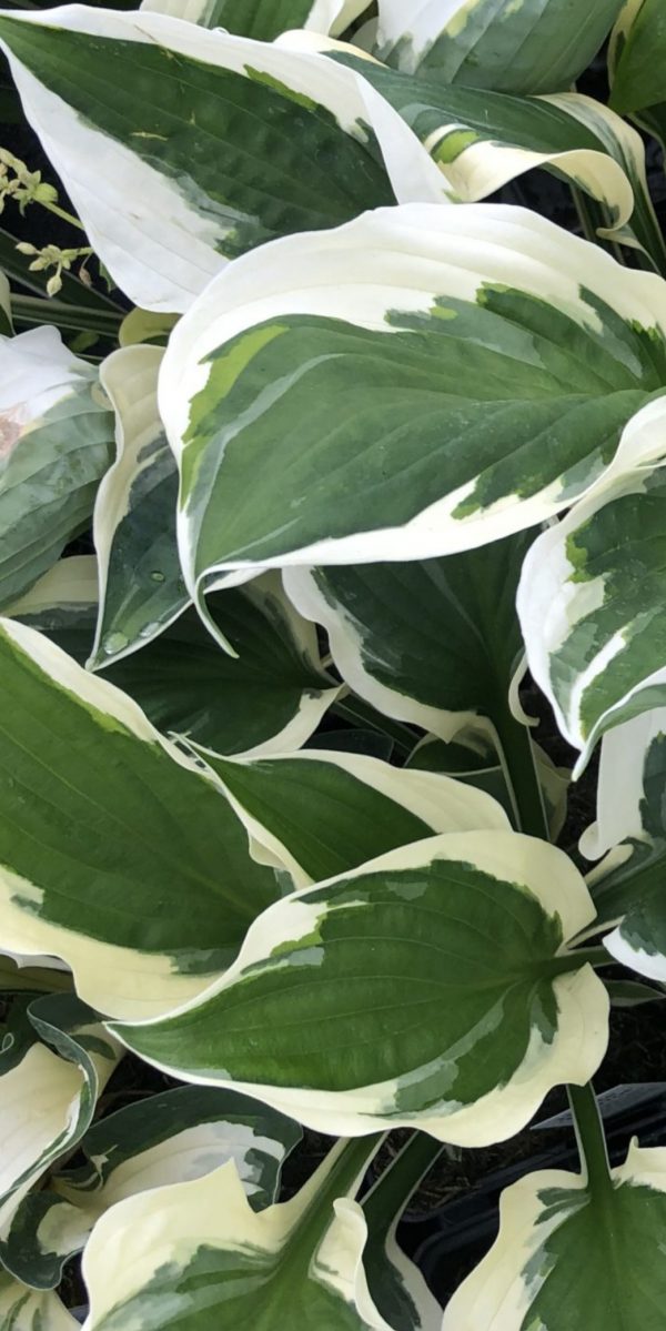 Hosta 'Reversed Patriot'