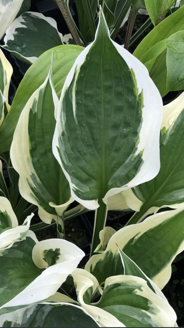 Hosta 'Reversed Patriot'