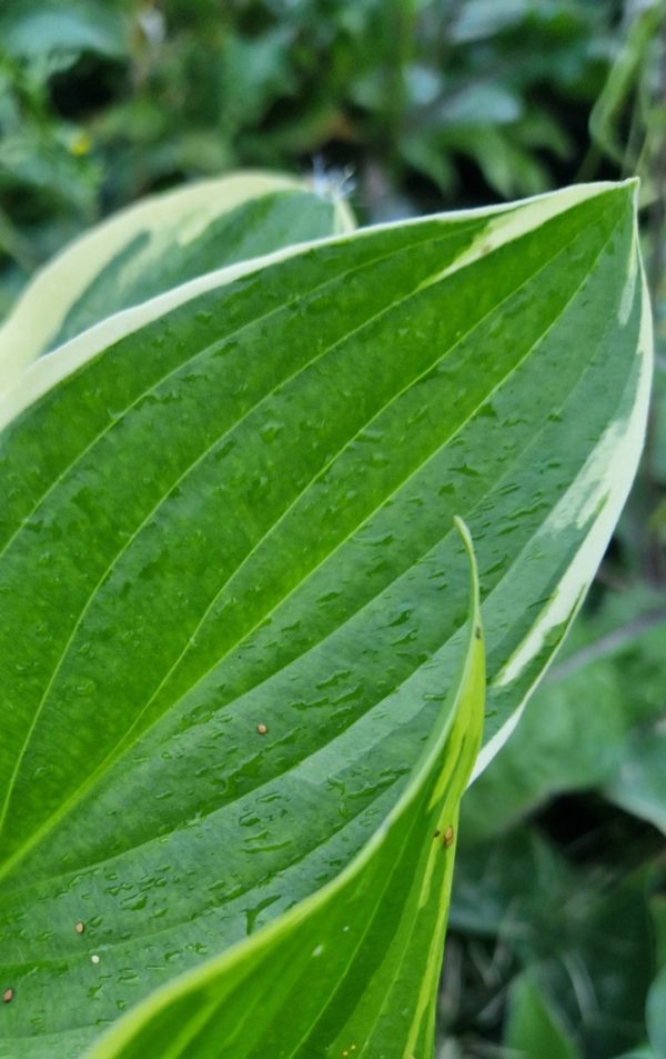 Hosta 'So Sweet' Hosta 'So Sweet'