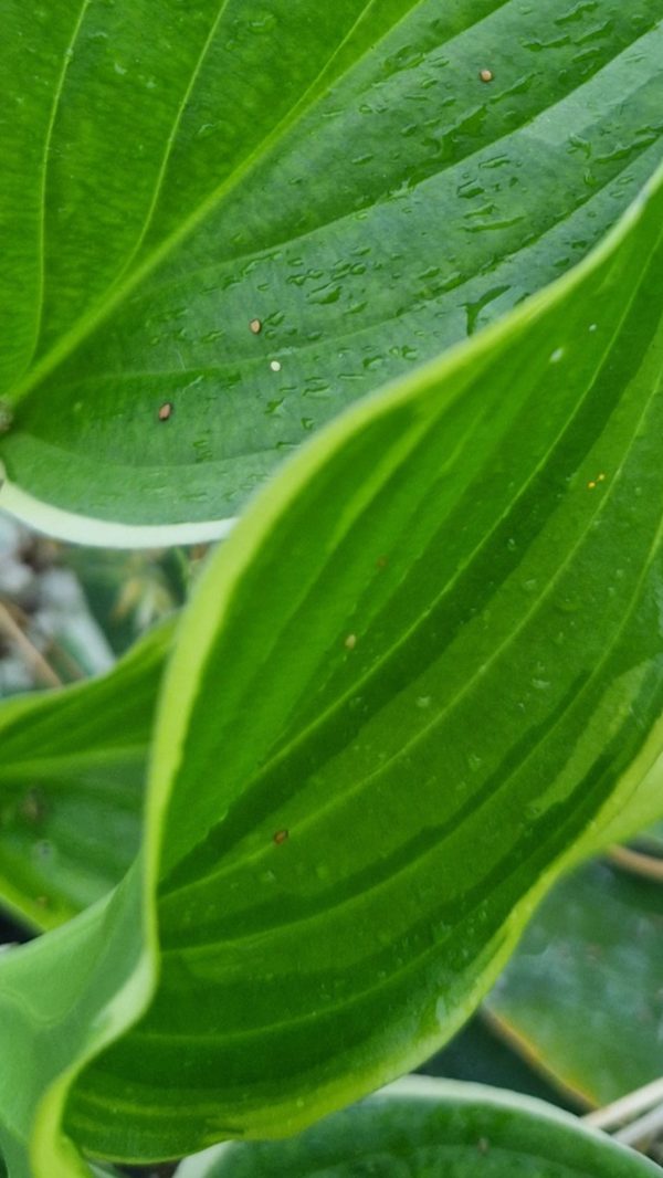 Hosta 'So Sweet'2 Hosta 'So Sweet'