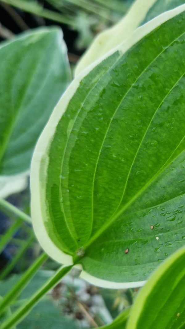 Hosta 'So Sweet'3 Hosta 'So Sweet'