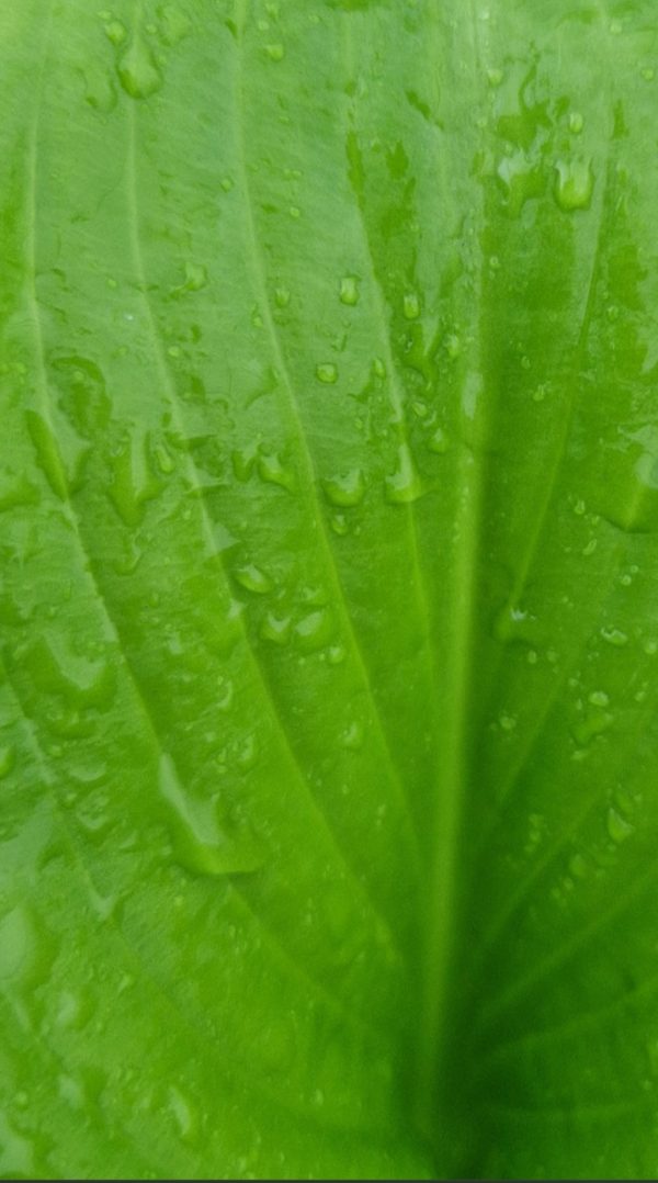 Hosta 'Sum and Substance' Hosta 'Sum and Substance'