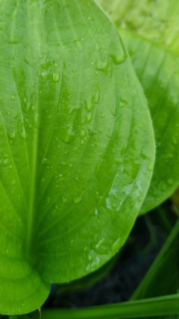 Hosta 'Sum and Substance'2 Hosta 'Sum and Substance'
