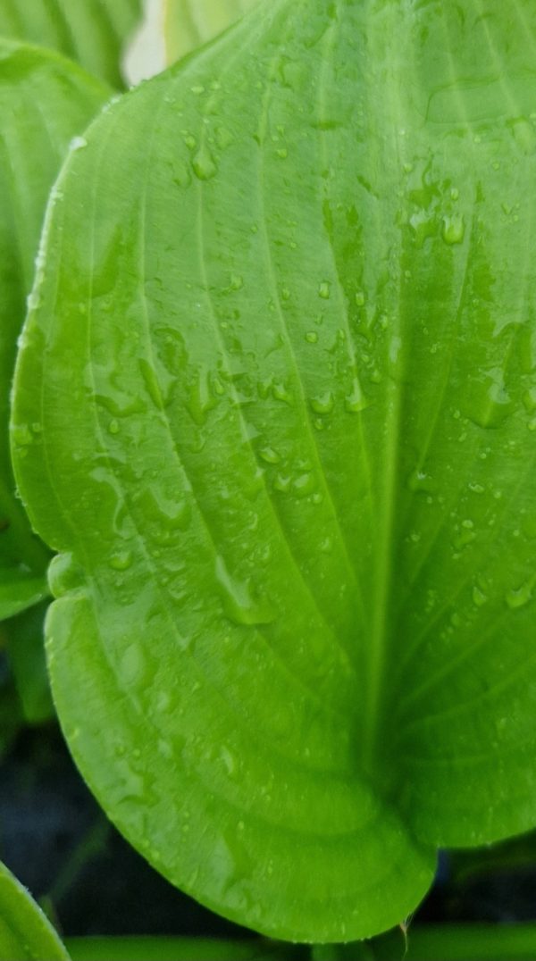 Hosta 'Sum and Substance'3 Hosta 'Sum and Substance'