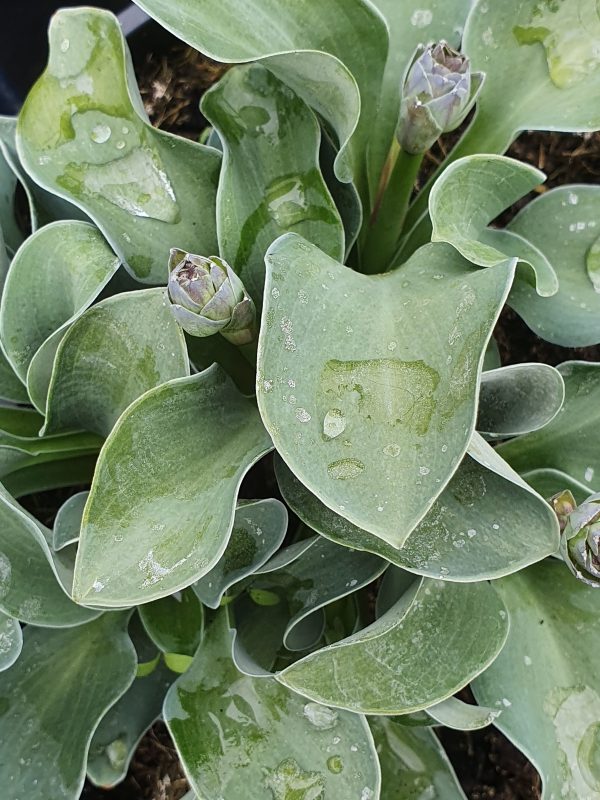 Hosta 'Blue Mouse Ears'